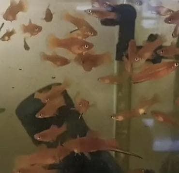 малек карп амур: Рыбки аквариумные, барбусы, цвет есть только зеленный. цена оптом и в — 6