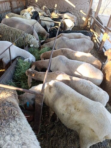 купить кошку бишкек: Продаю | Ягненок | Полукровка | На забой | Ярка — 4