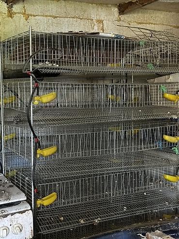 ак жугору: Многоярусные металлические клетки для птицы перепела - Конструкция — 2