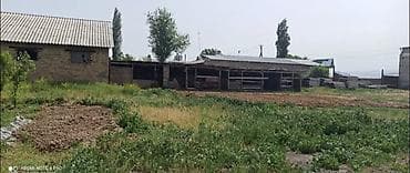 2х уровневый: Сдаю сарай для КРС ( 70 голов) Вода электричество внутри Есть домик — 4