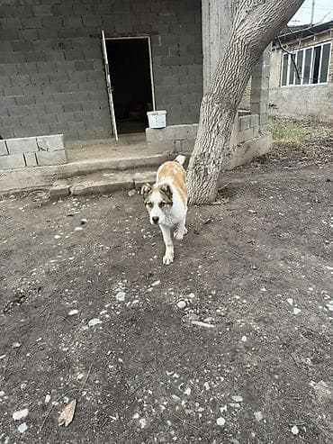 собака машке: Алабай, 6 месяцев, Самец, С прививкой — 1