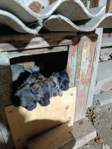 Ит кууту: Щенки метисы, помет из нескольких малышей. Окрас преимущественно — 1