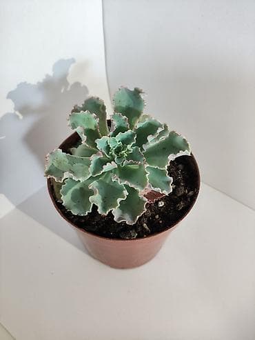 зеленый абрикос купить: Суккулент Эчеверия (Echeveria ‘Frilly’/ruffled) в горшке - Розетка с — 2
