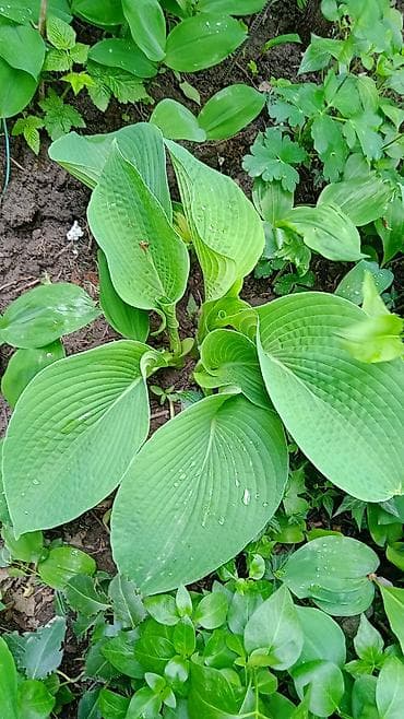 Үй жана бакча: Многолетние декоративные растения для сада обращайтесь в личные — 4