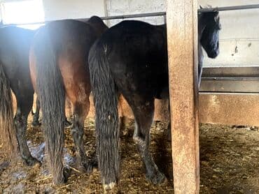 русская голубая длинношерстная кошка: Продаю | Кобыла (самка) | Рабочий — 3