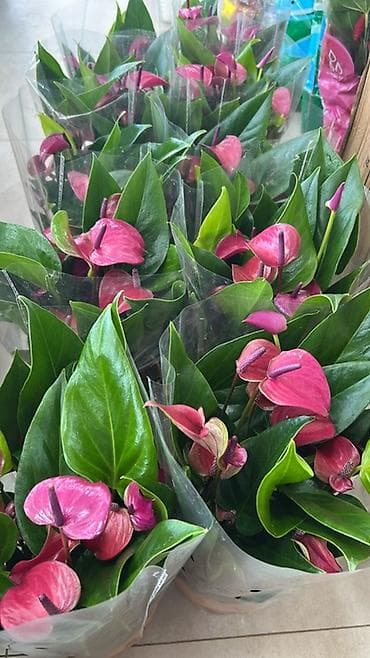 покрывалы: Антуриум (Anthurium) в горшке — эффектное комнатное растение с — 8