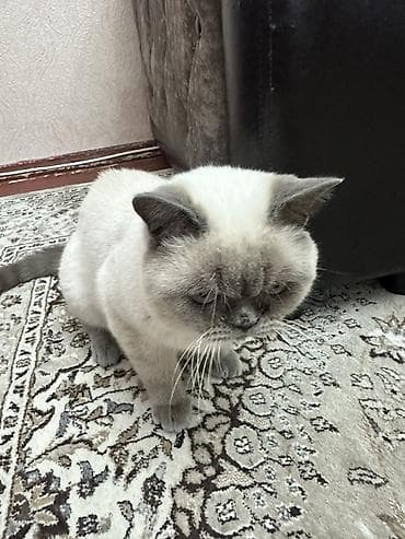 Продажа кошек: Порода, Британская с сиамским короткошёрстная кошка, окрас — 2