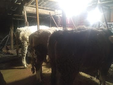 сено тюках: Продаю | Тёлка | На откорм | Привязанные — 4