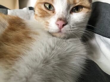 домашние кошки: Кошка даром: Беспородная, 2 года, Девочка, С прививками, Приучена к лотку, Проглистована — 1