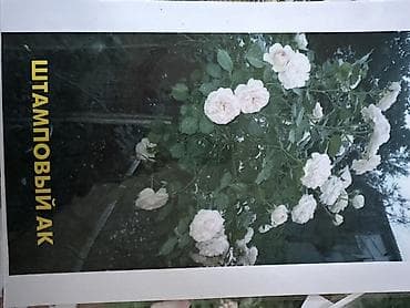 роза гул букет: Саженцы цветка: Розы — 2