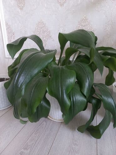 купить саженцы цветов в бишкеке: Молодой саженец лимона с зелеными листьями, посаженный в белый — 11