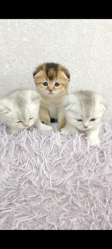 попугай бишкек цена: Скотиш Фолд (Шотландская вислоухая), 1 месяц, Мальчик, Золотая шиншилла, Приучена к лотку, Проглистована — 9