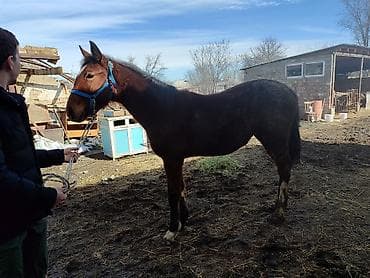 ургачы тайлар: Продаю | Кобыла (самка), Жеребенок | Для разведения — 4