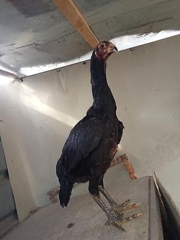 уй сементал: Продаю | Петух | Бойцовая | Для разведения — 8