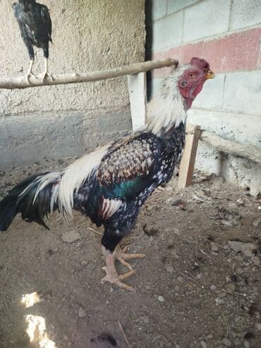 зоомагазин бишкек с животными: Продаю | Куры — 3