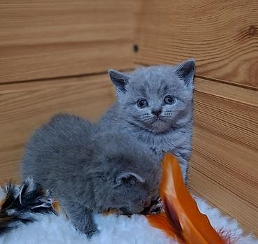 британцы котята: Продаются шотладнские котята скоттиш -страйт,две — 7