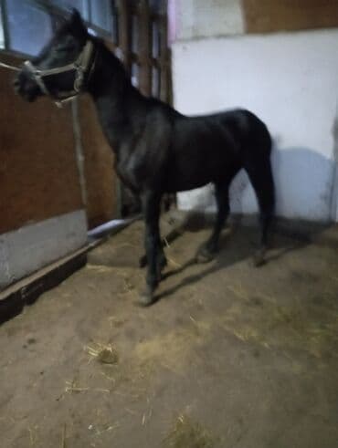 Аквариумы: Продаю | Кобыла (самка) | Полукровка | Конный спорт | Племенные — 2