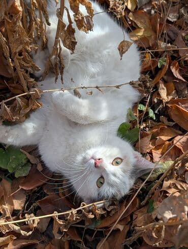 Собаки: Всем здравствуйте. Отдаем кошечку по имени Кнопа в добрые руки по — 1