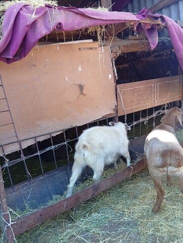 в добрые руки собаку: Продаю | Овца (самка) | Для разведения | Матка — 2