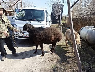 Продаю | Овца (самка) | Для разведения