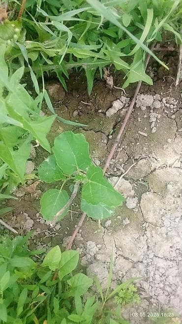 семена перес: Саженцы инжира (Ficus carica) - Вид: листопадный плодовый — 6