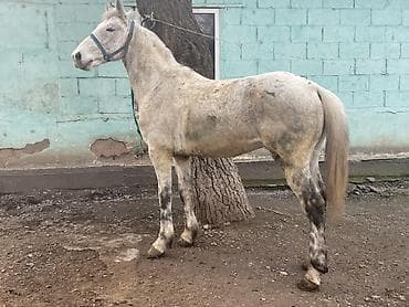 телята продажа: Продаю | Жеребец | Полукровка | Для разведения, Конный спорт — 3