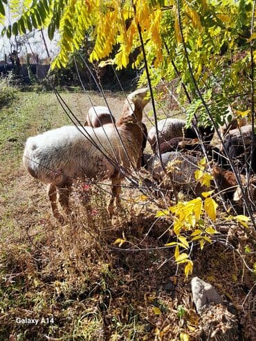 сколько стоит шарпей щенок: Продаю | Баран (самец) | Арашан | Для разведения | Осеменитель — 5