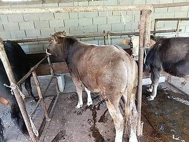 кабыла на забой: Продаю | Бык (самец) | На откорм | Привязанные — 4