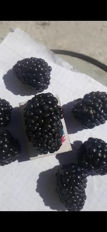 Дрова: Саженцы ремонтантной бесшипной ежевики. - Тип: ремонтантная, без — 2