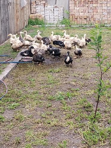 Молодняк уток (разных мастей) - На фото — активное стадо утят/молодых