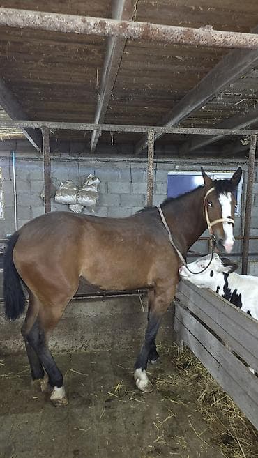 лошадь цена: Продаю | Кобыла (самка) | Для разведения — 3