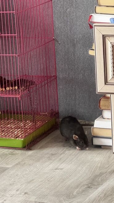 продажа кормов для сельскохозяйственных животных: Продаю крысу девочку с клеткой — 3