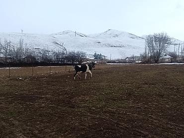 Продам с/х животных: Продаю | Корова (самка), Тёлка, Музоо, торпок | Голштин, Симментальская | На забой, Для разведения, Для молока | Племенные, Стельные, Искусственник — 9