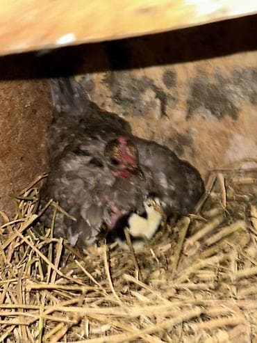 купить александрийского попугая: Продаю | Куры | Домашняя | Для разведения — 3