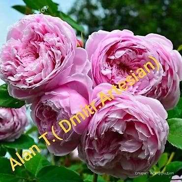 стол письменный бишкек: Сезон 2026 Плетистые розы трехлетки 1500 сом,двух детки — 8