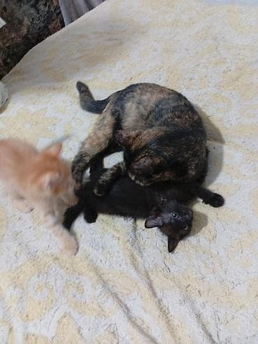 одам дарам: Котята 1 месяцев рыжий мальчик чёрная девочка — 8