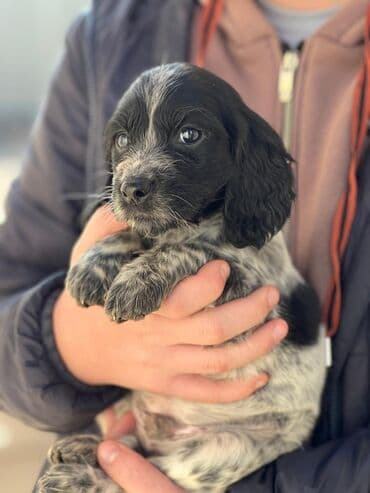 куда отдать собаку бишкек: Щенки спаниеля (окрас черно-пегий, пятнистый). Компактные, с длинными — 4