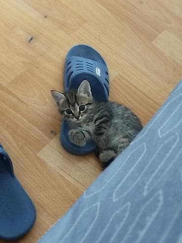 Үй жаныбарлары: Котята-домоседы, пушистые комочки радости. Описание: - Малыши разного — 7