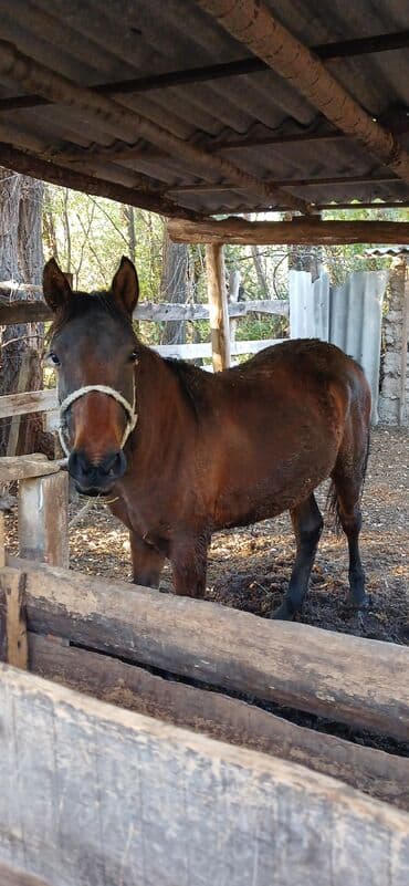 продаю охотничий собаку дратхар: Продаю | Конь (самец) | Рабочий — 8
