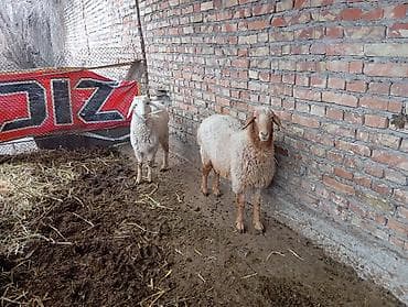 Рыбы: Продаю | Овца (самка) — 1