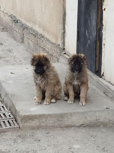 Шенки Кавказ Овчарки! 70 дней привитая.девочка и мальчик без
