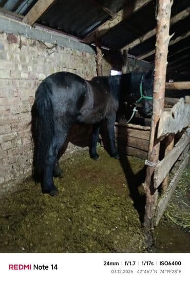 Грызуны: Продаю | Кобыла (самка) | Рабочий — 10