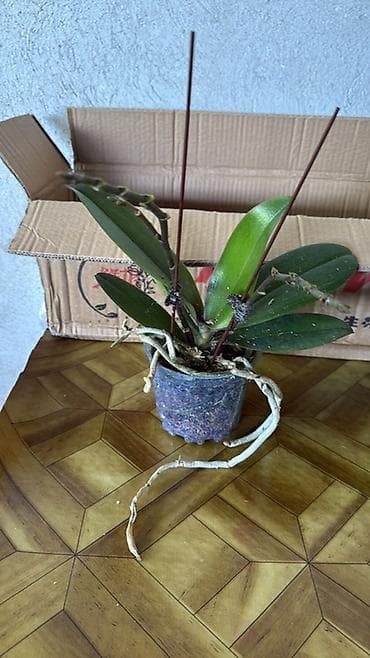 цветы бегония: Орхидея фаленопсис в прозрачном горшке - Вид: Phalaenopsis (домашняя — 1