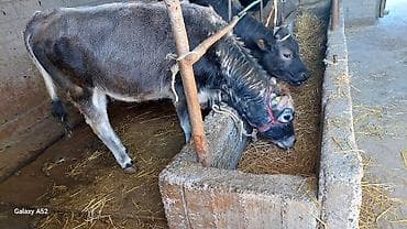 кой сой: Продаю | Тёлка | На откорм | Привязанные — 1