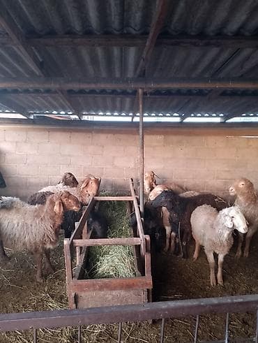 Ветеринар кызматы: Сатам | Ургаачы кой (ургаачы) | Көбөйтүү үчүн | Ургаачы — 1