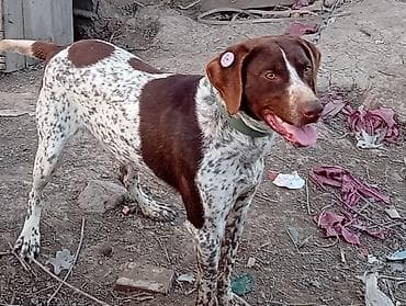 водолаз собака: Собака породы типа пойнтер/легавая (коричнево-белый окрас с крапом) — 1