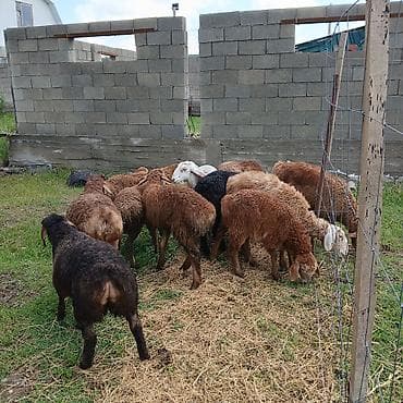 сыр козий: Продаю | Овца (самка) | Для разведения — 5