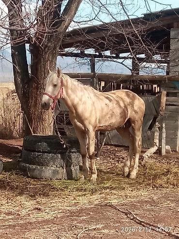 Продаю | Жеребец | Рабочий — 1