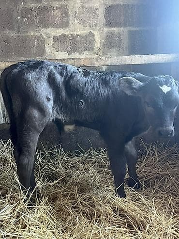 Айыл-чарба жаныбарлары: Сатам | Уй (ургаачы), Бука (эркек), Кунаажын | Швиц | Бордоп семиртүү үчүн, Көбөйтүү үчүн, Сүт алуу үчүн — 5