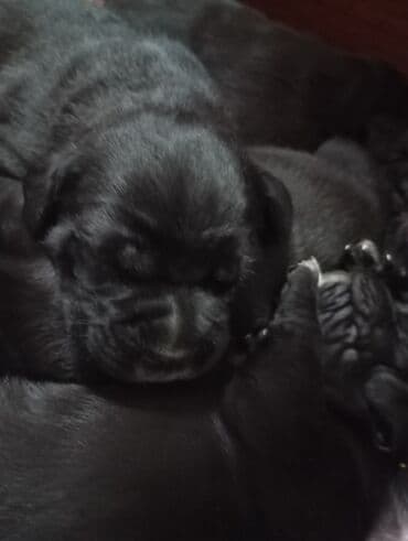 питбуль цены: Щенки Кане корсе - Порода: Кане корсе (коренастые, складчатая — 3